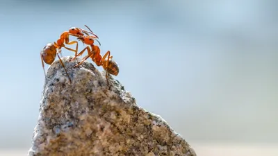 озон разрушает социальные связи муравьев, фото - Новости Zakon.kz от 08.03.2026 21:02