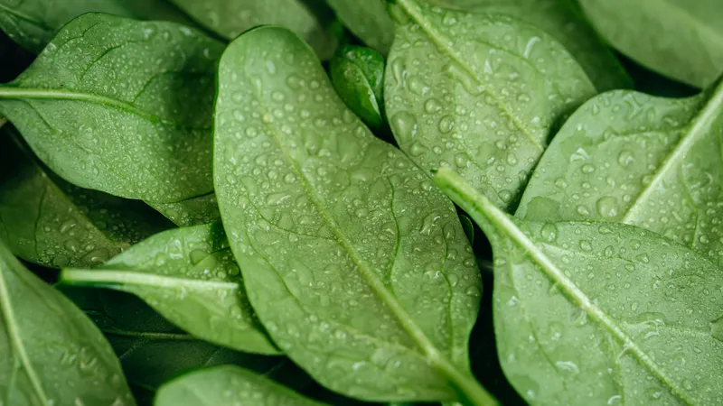 Почему шпинат считают одним из самых полезных овощей