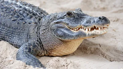 крокодил, фото - Новости Zakon.kz от 08.03.2026 11:46