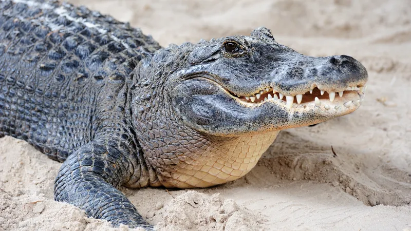 В Австралии из-за наводнения эвакуируют жителей: власти предупреждают о крокодилах в воде