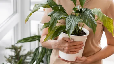 Не все растения в доме безопасны: какие могут навредить детям и питомцам