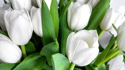 тюльпаны в снегу в Шымкенте, фото - Новости Zakon.kz от 10.03.2026 23:04