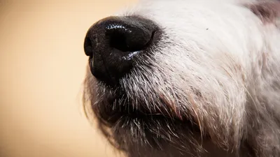 нос, собака, фото - Новости Zakon.kz от 10.03.2026 12:08