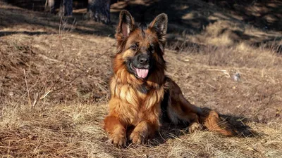 Немецкая овчарка, собака, фото - Новости Zakon.kz от 10.03.2026 17:03
