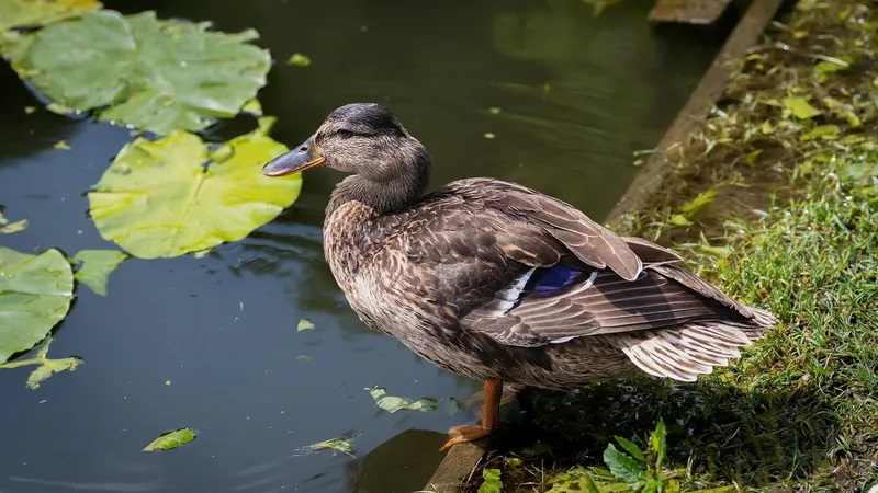 Фермер разрезал утку и неожиданно нашел внутри целое состояние