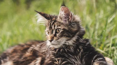 , фото - Новости Zakon.kz от 17.03.2026 15:49