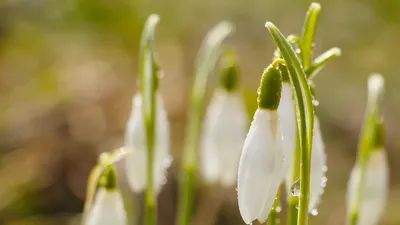 цветы, УК РК, Нысанбаев , фото - Новости Zakon.kz от 11.03.2026 15:44