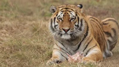 Тигры, МЭПР, фото - Новости Zakon.kz от 11.03.2026 17:01