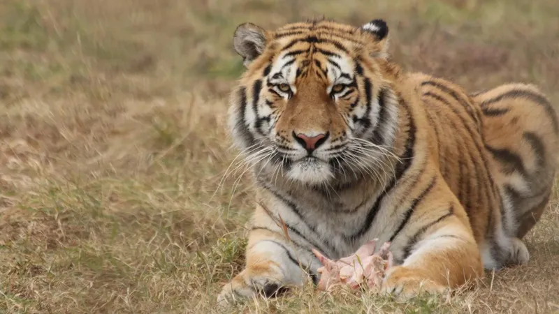 Первая пара не дала потомства: в Казахстан привезут еще четырех амурских тигров