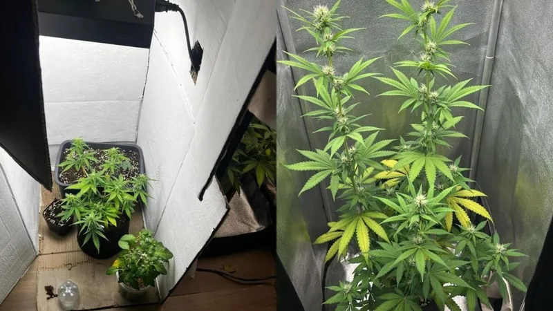 Домашнюю плантацию каннабиса обнаружили у 20-летней казахстанки