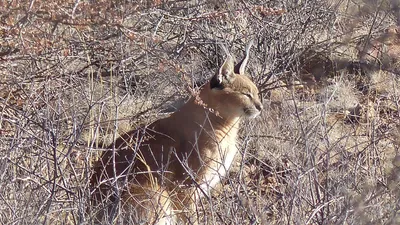 Хищная кошка , фото - Новости Zakon.kz от 12.03.2026 18:34