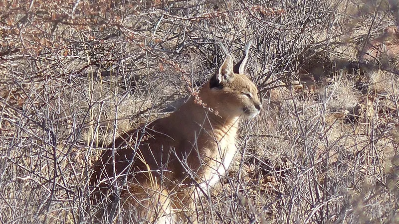 Краснокнижную кошку застали за охотой в Мангистау