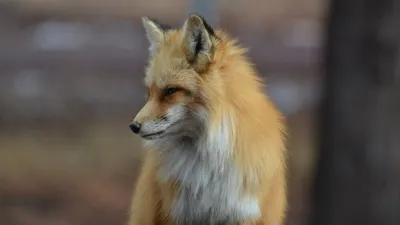 лиса приплыла в Нью-Йорк на судне с автомобилями, фото - Новости Zakon.kz от 12.03.2026 18:55