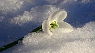 цветок, снег, фото - Новости Zakon.kz от 12.03.2026 17:12