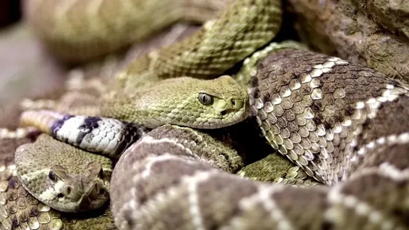 Многодетный отец обнаружил под полом своего дома в ЗКО 16 змей