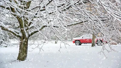 деревья, снегопад, машина, фото - Новости Zakon.kz от 13.03.2026 17:48