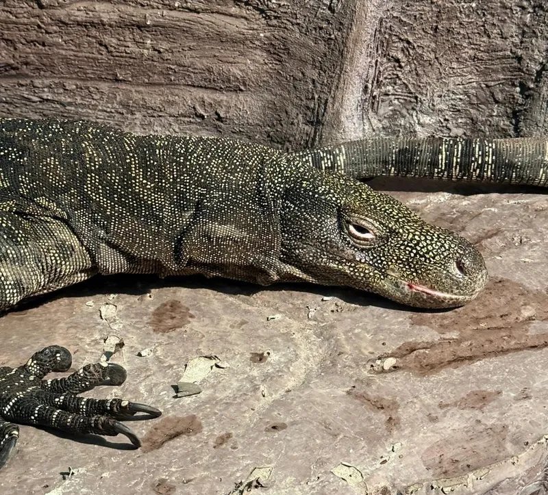 гигантский варан в зоопарке Алматы, фото - Новости Zakon.kz от 13.03.2026 11:07