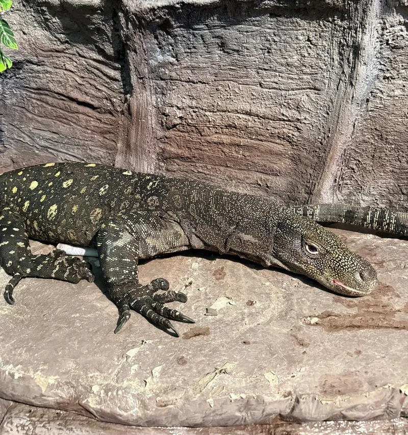 гигантский варан в зоопарке Алматы, фото - Новости Zakon.kz от 13.03.2026 11:07