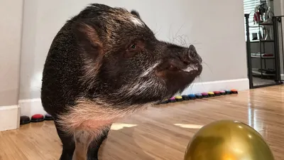 свинья Мерлин, рекордсмен, фото - Новости Zakon.kz от 13.03.2026 15:54