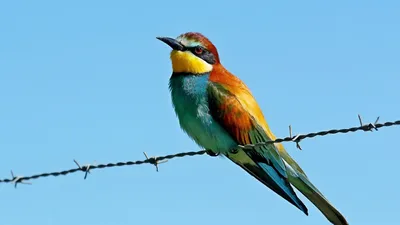 птица, фото - Новости Zakon.kz от 14.03.2026 09:10