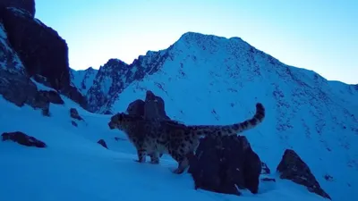 В ВКО подсчитали краснокнижных животных, фото - Новости Zakon.kz от 15.03.2026 00:21