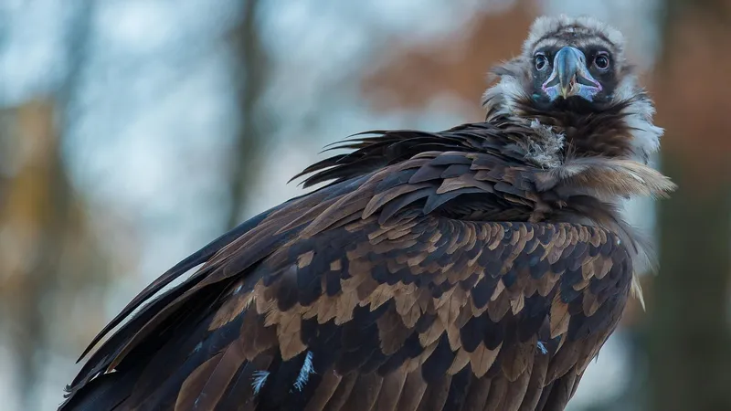 В Индии погиб редкий черный гриф из Казахстана