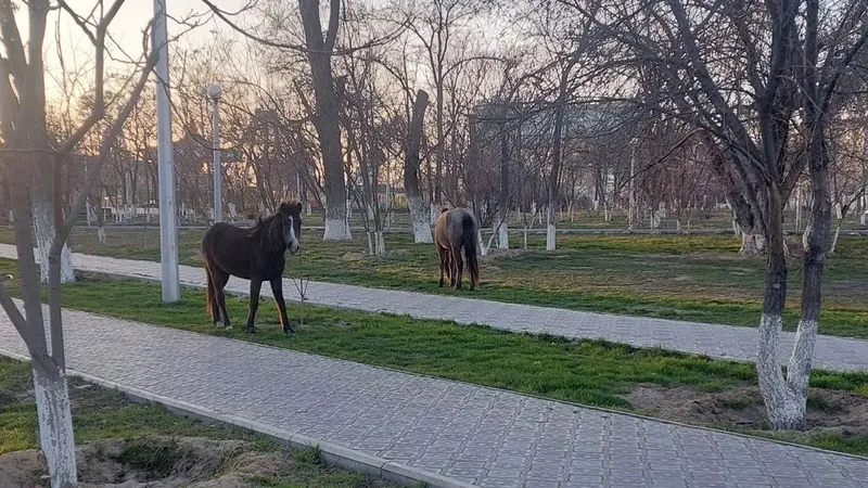 "Где управа на хозяев?": жители Актау обеспокоены табунами лошадей во дворах