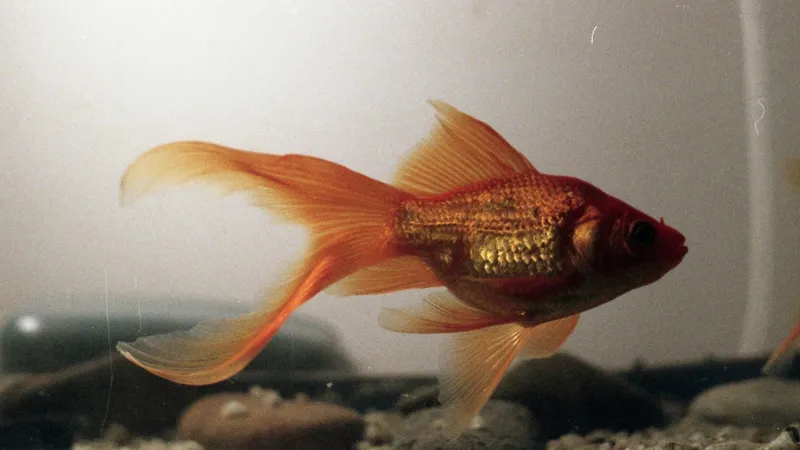 Пяти знакам зодиака крупно повезет до конца следующей недели