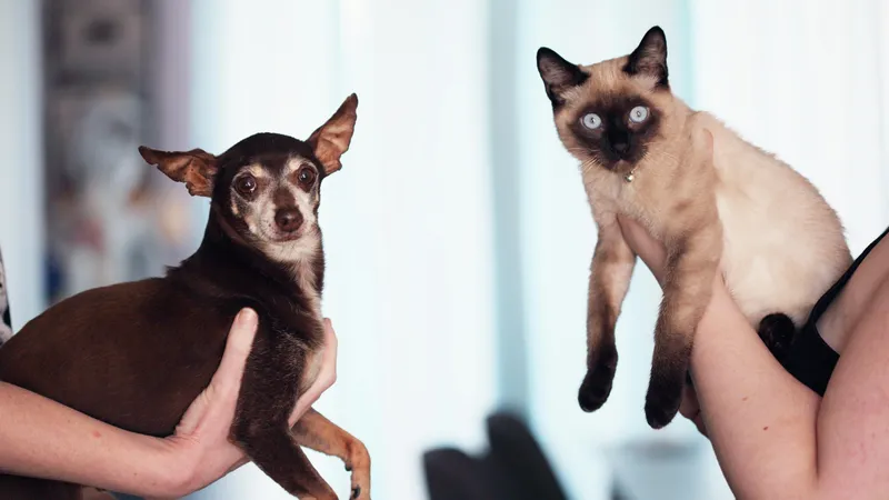 "Кошки против собак": эксперимент с питомцами дал забавный результат