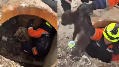 В Петропавловске спасатели вызволили щенка из глубокого колодца, фото - Новости Zakon.kz от 15.03.2026 23:10