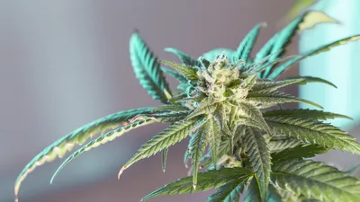 осудили парня за наркотики, фото - Новости Zakon.kz от 16.03.2026 19:09