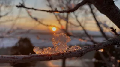 ветка, снег, солнце, фото - Новости Zakon.kz от 16.03.2026 15:39