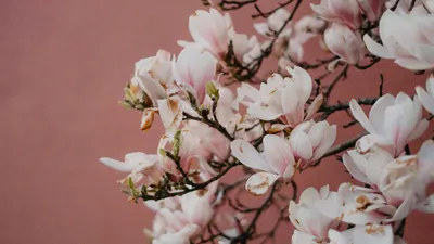 цветы, весна, фото - Новости Zakon.kz от 16.03.2026 17:18