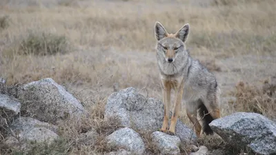 шакал, фото - Новости Zakon.kz от 17.03.2026 12:29