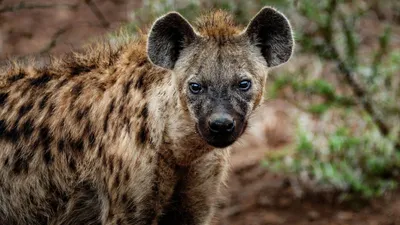 Гиена, природа, трава, фото - Новости Zakon.kz от 17.03.2026 07:55