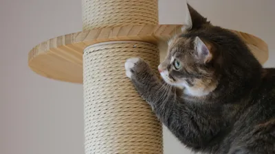 кот, когтеточка, фото - Новости Zakon.kz от 17.03.2026 15:49