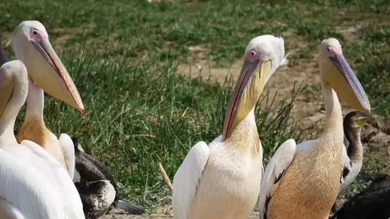 На побережье Каспия обнаружили тело редкого пеликана