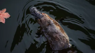 Утконос, водоем , фото - Новости Zakon.kz от 19.03.2026 15:42