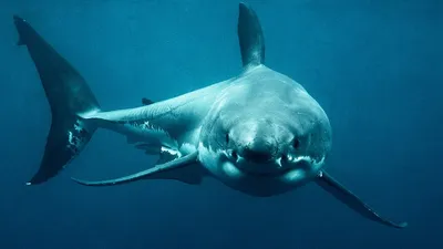 акула, фото - Новости Zakon.kz от 20.03.2026 10:31