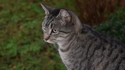 степная кошка, фото - Новости Zakon.kz от 20.03.2026 16:47