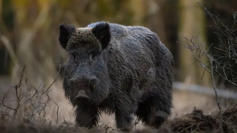 Дикий зверь променял лес на магазин, устроив шоппинг-хаос в ТЦ в Берлине