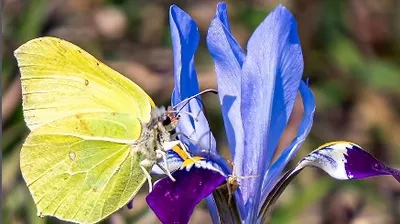 бабочка, ирис, горы, фото - Новости Zakon.kz от 20.03.2026 09:27