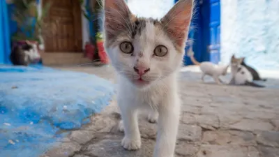 мужчина пострадал, спасая котенка, фото - Новости Zakon.kz от 21.03.2026 19:35