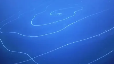 Желатинообразное существо, идентифицированное как сифонофор, фото - Новости Zakon.kz от 23.03.2026 06:30