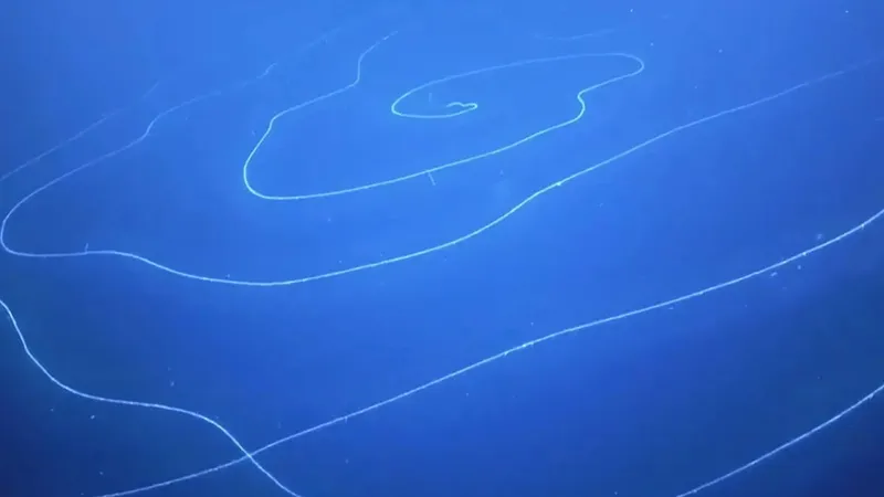 15-метровое существо на глубине 6000 метров удивило ученых