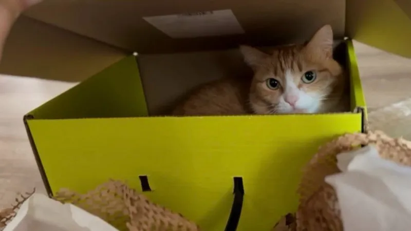 Фанатки "Золотого яблока" недовольны коробками бренда из-за своих кошек