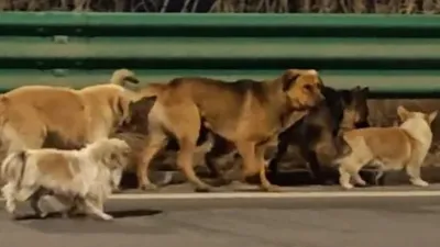 Собаки в Китае, фото - Новости Zakon.kz от 24.03.2026 06:55