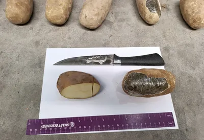 72 килограмма наркотиков под видом картофеля пытался провезти через границу узбекистанец