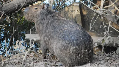 капибара, фото - Новости Zakon.kz от 24.03.2026 16:34
