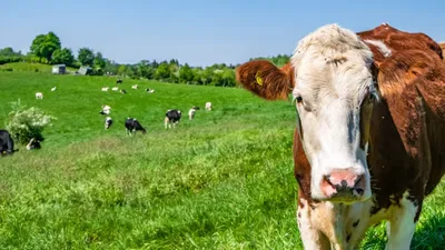 Какие изменения произошли с очагами пастереллеза в Новосибирской области, фото - Новости Zakon.kz от 25.03.2026 01:26